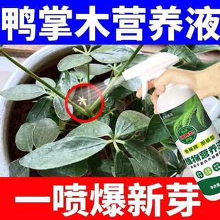 适合各种花的营养液鸭掌木专用肥黄叶干尖一喷绿免稀释招财树植物