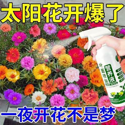 花草营养液通用向日葵营养液促开花延花期壮茎防黄叶掉植物活力素