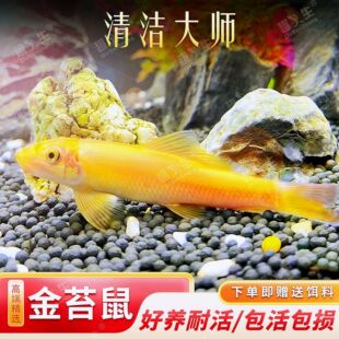 清道夫鱼金苔鼠鱼缸清洁工除藻工具鱼小型热带观赏鱼吃垃圾鱼活鱼