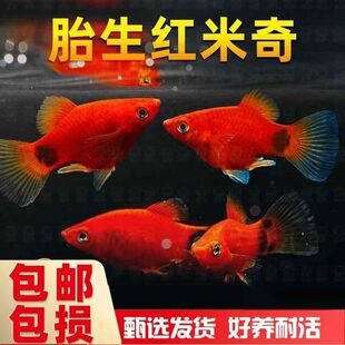 米奇鱼 月光鱼 胎生鱼 小型鱼 观赏鱼 热带鱼 好养活新手鱼包邮