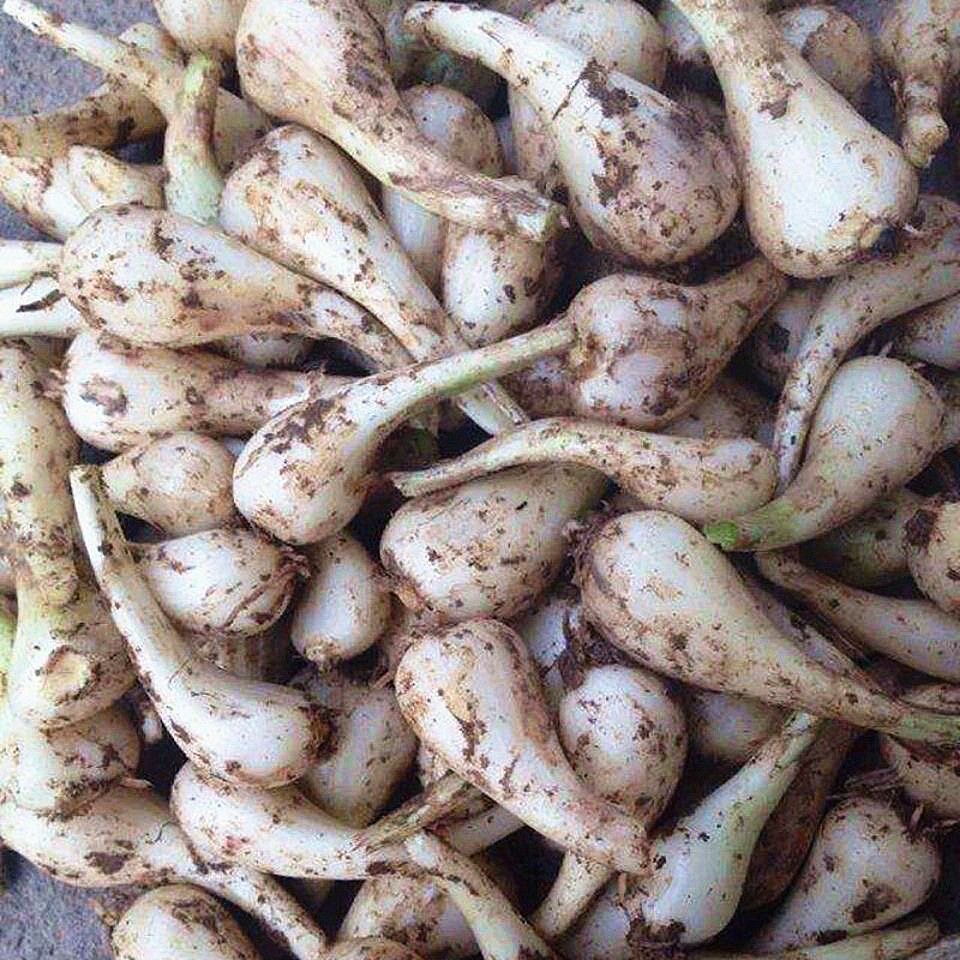 四川荞头新鲜藠头农家自种现挖茭头不带须叶薤头腌制泡菜苦荞5斤