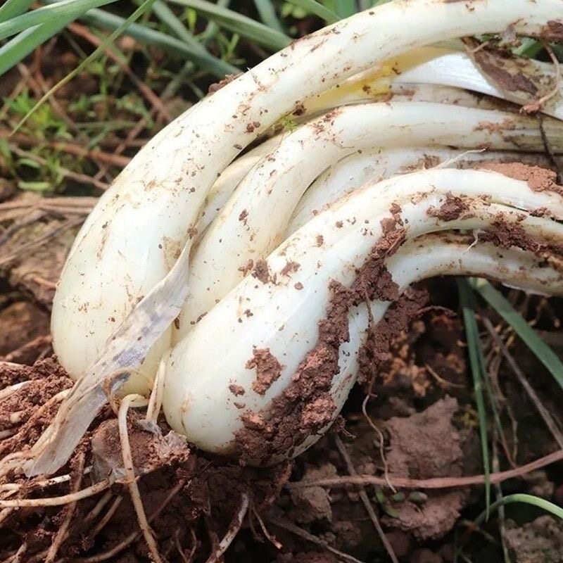 荞头新鲜藠头川渝农家自种现挖茭头无须无叶薤头泡菜藠头四川藠头