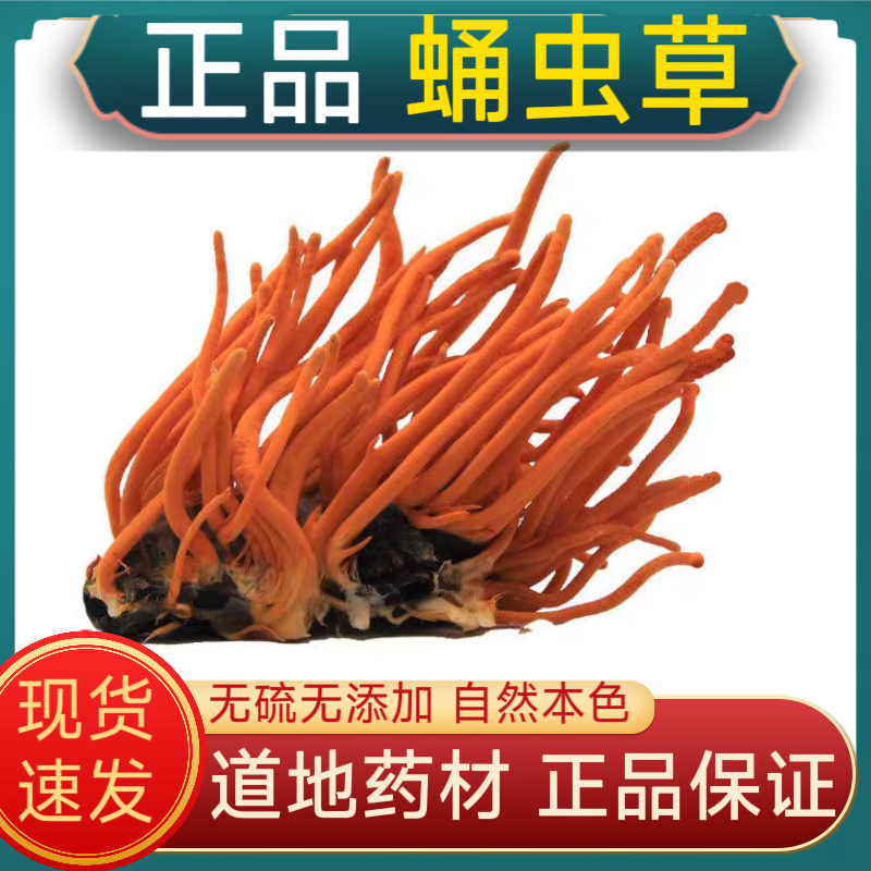 蛹虫草中药材真蛹虫草带蛹体北冬虫夏草孢子头野生干货煲汤泡酒