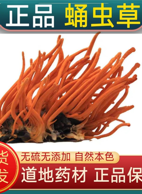 蛹虫草中药材真蛹虫草带蛹体北冬虫夏草孢子头野生干货煲汤泡酒