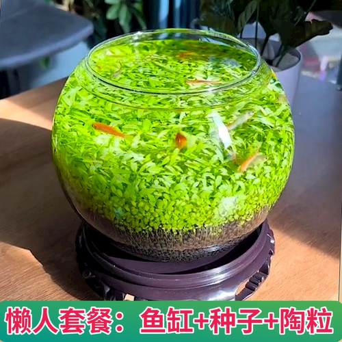 微景观植物水草种子生态鱼缸diy