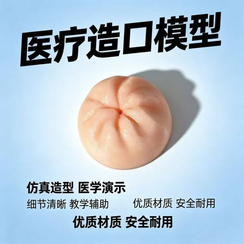 瘘管造口术护理模型肠造口护理人讲解人体手持模型定制