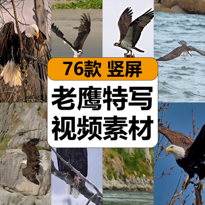 老鹰雄鹰特写捕鱼捕食展翅飞翔天空中翱翔实拍短视频高清竖屏素材