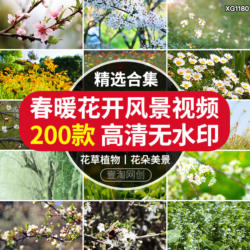 春暖花开放高清春天风景花朵绽放自然植物盛开鲜花短视频素材