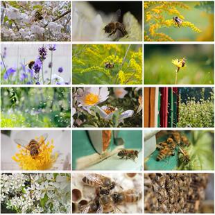 蜜蜂采蜜蜂巢养殖养蜂业春天花朵花粉采花蜜特写高清实拍视频素材