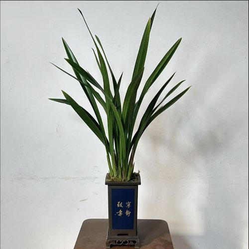 墨兰醉美人6-8苗带花剑带盆种好发货