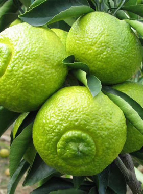 爱媛38号树苗爱媛28号红美人苗树苗橘子柑橘树苗南方种植盆栽地栽