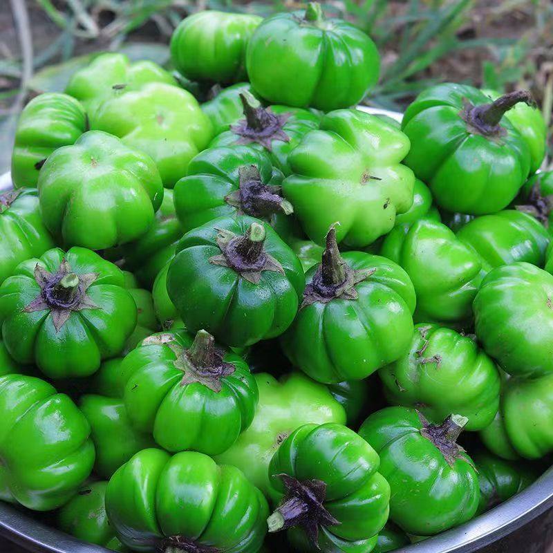 云南德宏特产苦子果野菜苦茄新鲜大苦子傣味茄子特色野生凉拌蔬菜