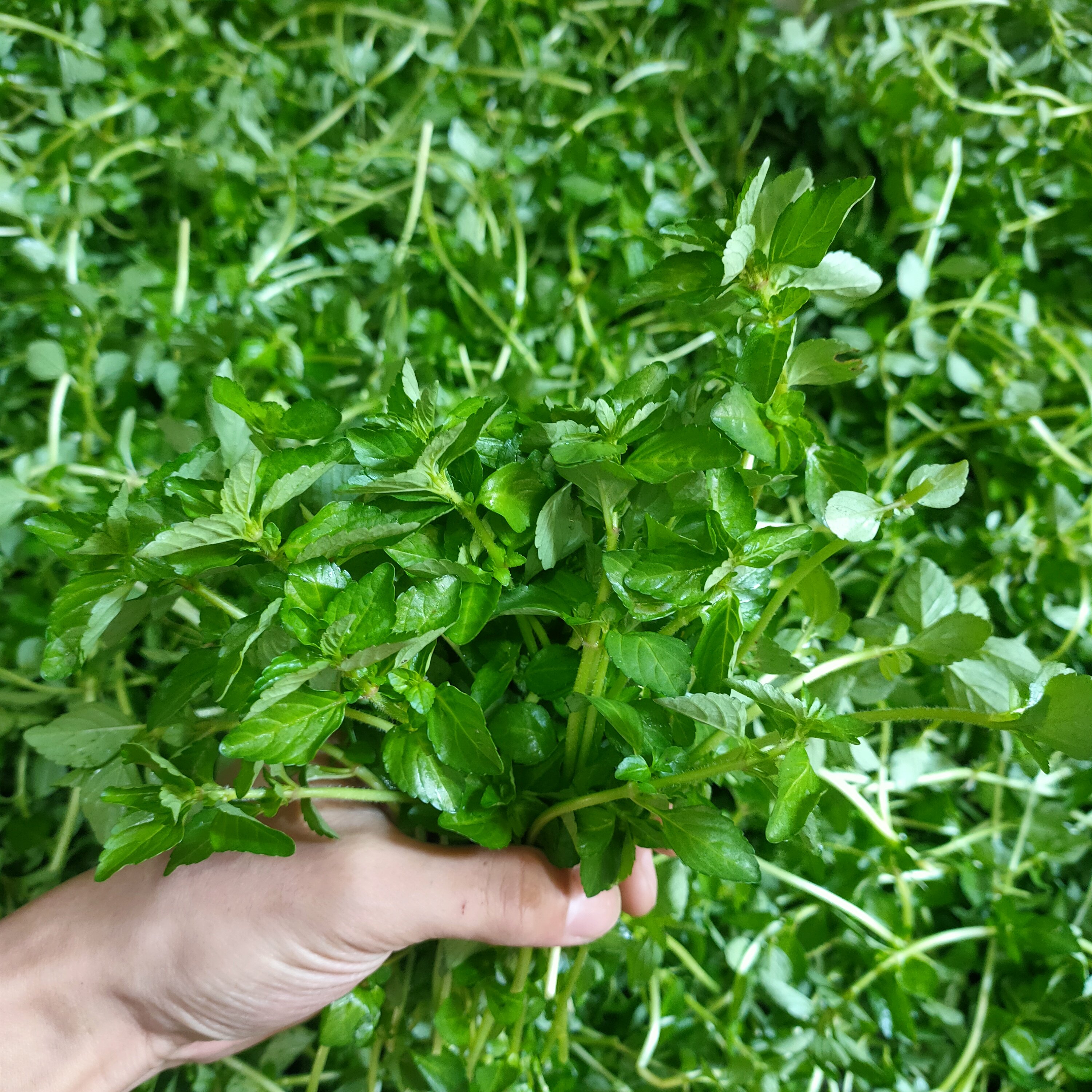 云南德宏野菜傣族调料新鲜蔬菜生菜香嫩水薄荷水香菜 冷链包邮