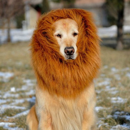 大型犬带鹿角耳朵狮子假发头套
