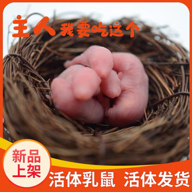 爬宠玉米黑王蜥蜴活体专用饲料红皮粉皮白霜基地直发京东包邮