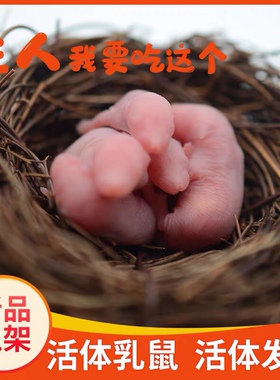 爬宠玉米黑王蜥蜴活体专用饲料红皮粉皮白霜基地直发京东包邮