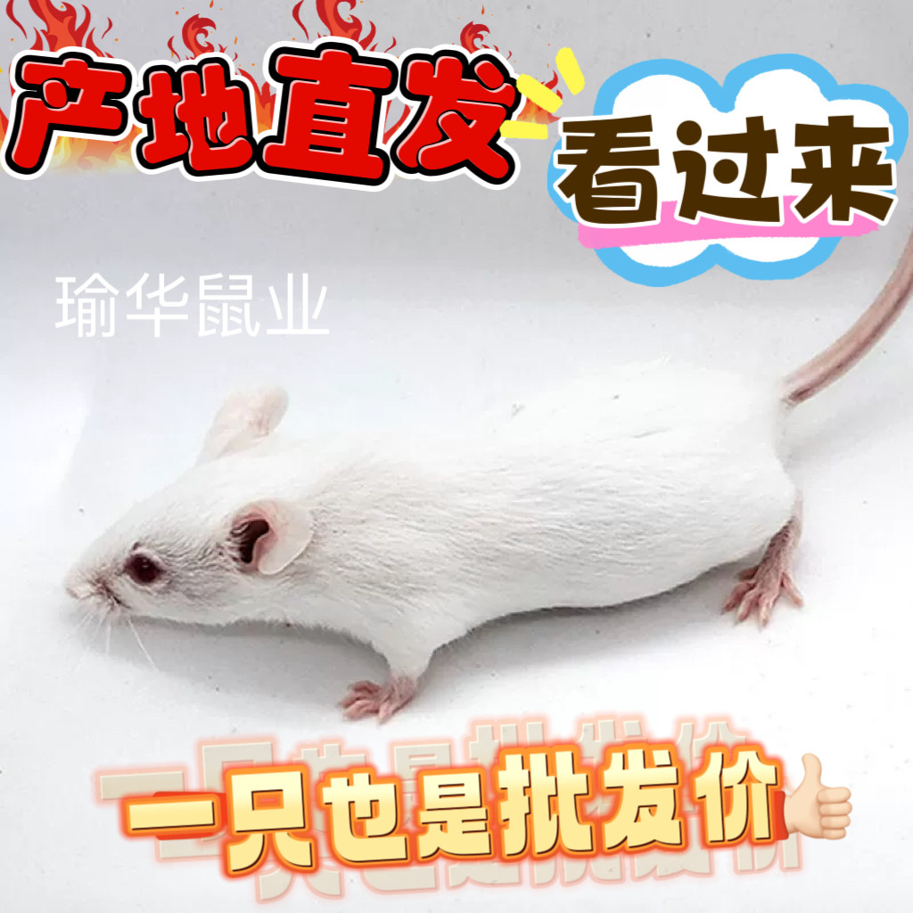 无菌低温冷冻小白鼠，睁眼，跳跳鼠粮