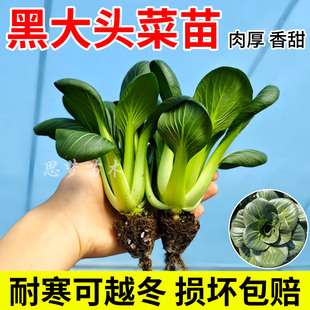 苏州青菜苗秧苗黑叶矮脚苏州青黑大头菜苗油麦菜带土幼苗生菜苗