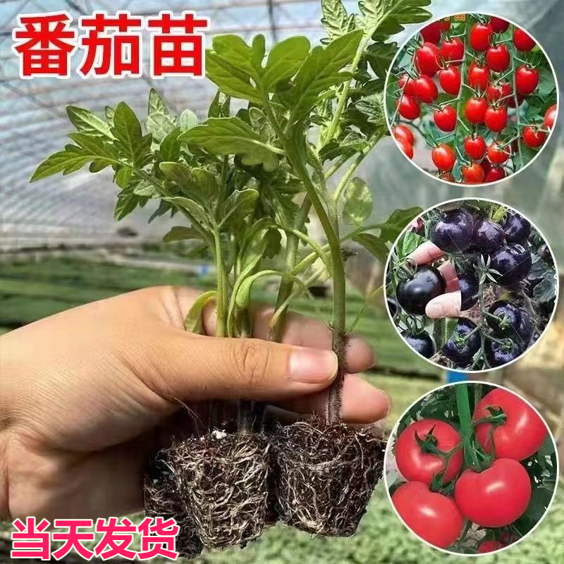 蔬菜苗瀑布马蹄老品种黑珍珠矮生水果普罗旺斯番茄秧苗阳台盆栽 鲜花速递/花卉仿真/绿植园艺 家庭园艺种子 原图主图