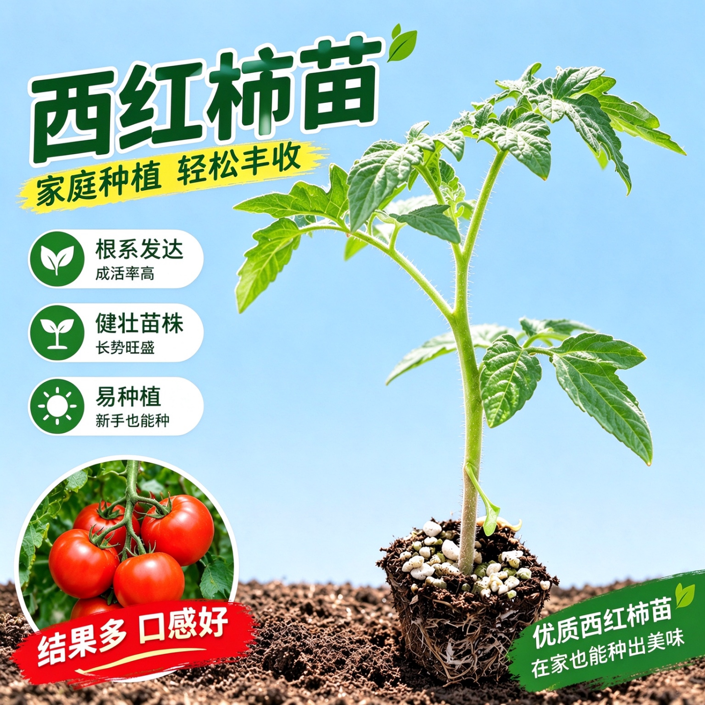老品种口感番茄苗秧高产四季沙瓤西红柿苗毛粉柿子幼苗播种蔬菜苗