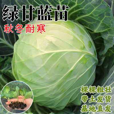 绿甘蓝白花菜秧苗甘蓝包菜秧苗蔬菜大白菜西兰花秋冬耐寒蔬菜秧苗