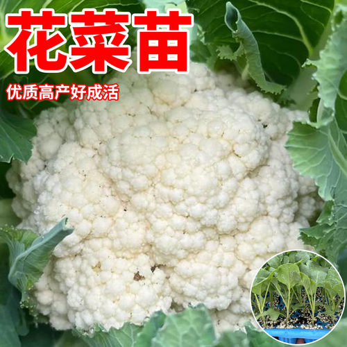 花菜苗白花菜秧苗甘蓝大白菜西兰花包菜秧苗蔬菜秋冬耐寒蔬菜秧苗