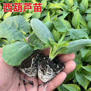 西葫芦苗秧苗绿皮油亮瓜苗高产抗病早熟角瓜四季盆栽各种蔬菜苗