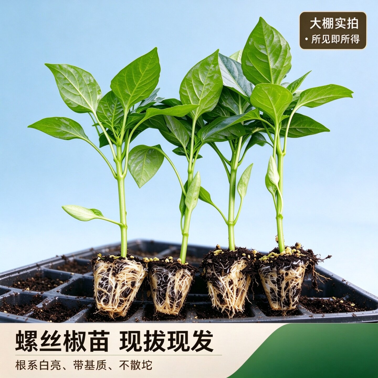 高产辣椒苗甜椒苗特辣朝天椒薄皮螺丝椒大青线椒各种番茄蔬菜苗
