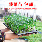 蔬菜苗辣椒茄子高产玉米苗四季 盆栽阳台西红柿苗幼苗番茄种苗秧苗