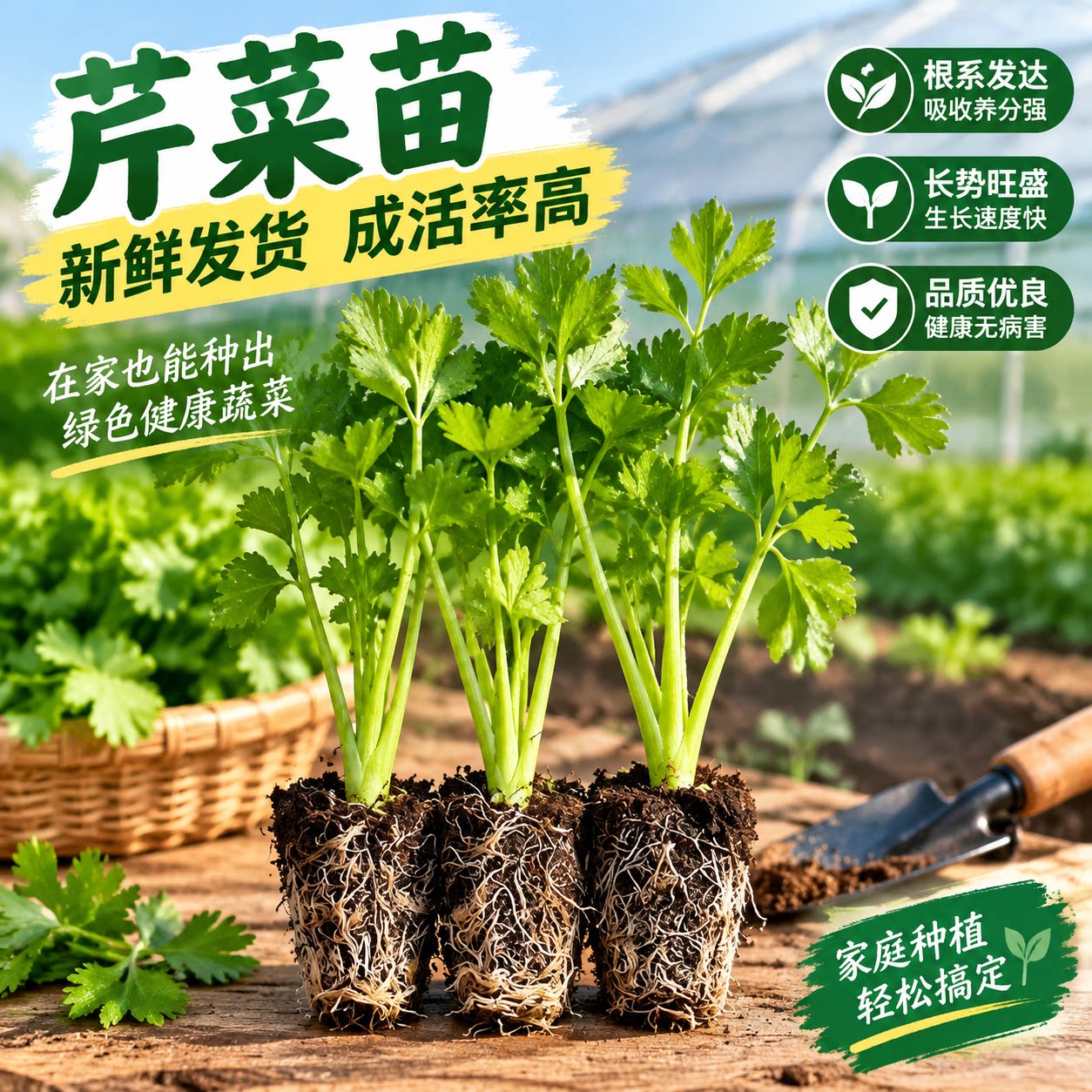 芹菜苗四季小香芹芹菜秧苗芹菜根苗蔬菜苗西芹苗盆栽阳台种植包邮