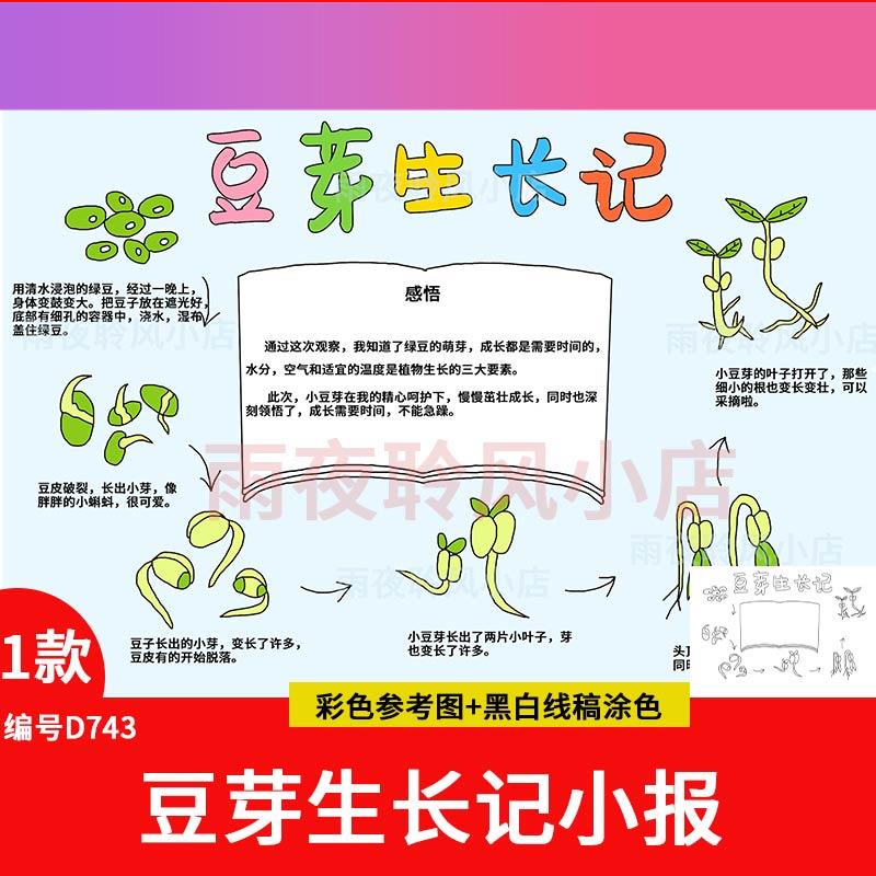电子版绿豆芽成长观察日记植物生长记录自然笔记手抄报小学生电子