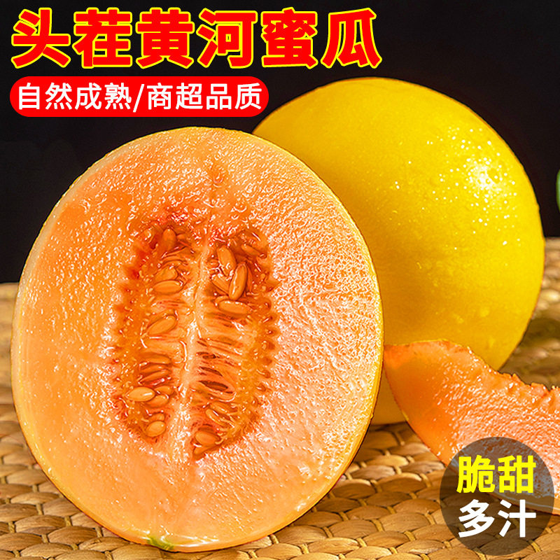 陕西黄河蜜瓜沙漠蜜瓜黄金蜜瓜金红宝大漠沙地甜香瓜新鲜现摘包邮