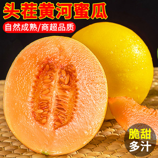 陕西黄河蜜瓜沙漠蜜瓜黄金蜜瓜金红宝大漠沙地甜香瓜新鲜现摘包邮