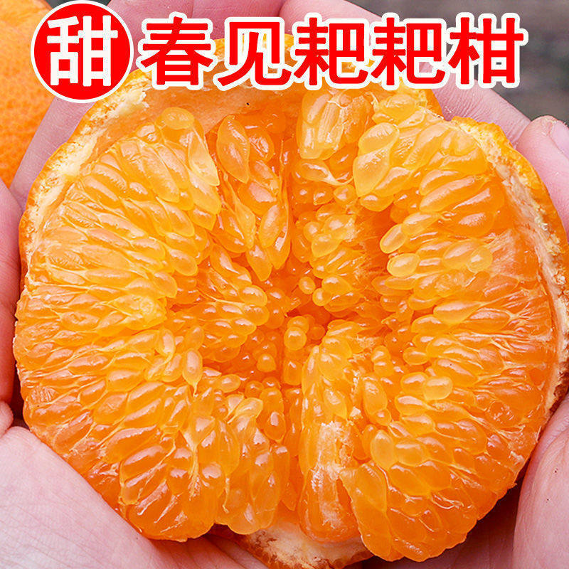 现摘四川耙耙柑丑橘子桔子应季新鲜水果当季粑粑杷杷柑甜柑橘秒发,水产肉类/新鲜蔬果/熟食,桔子,淘宝优惠券,粉丝福利购,淘宝优惠卷