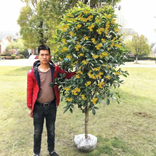 桂花树苗庭院地栽金桂丹桂原生桂树大树苗植物浓香花卉四季桂常青