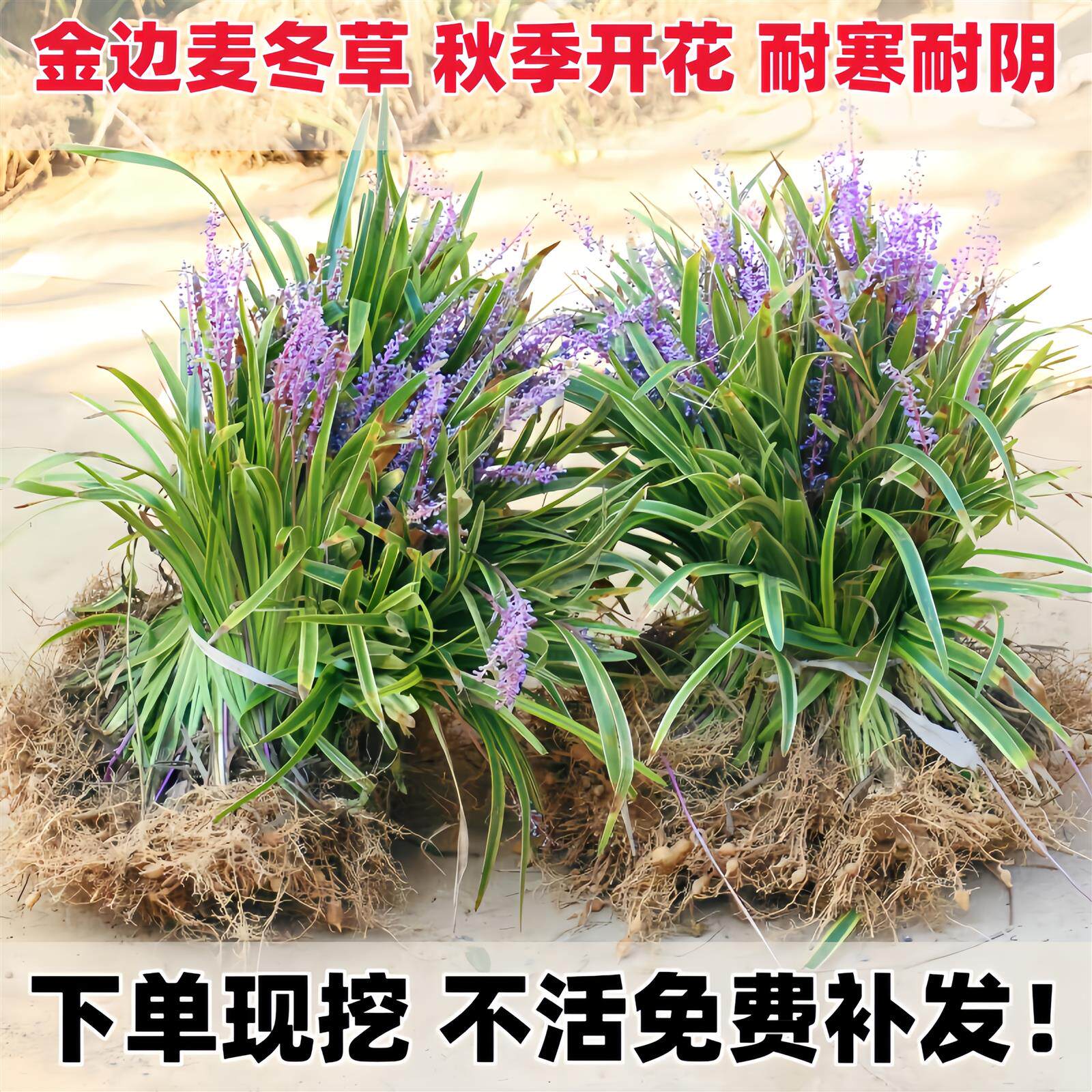 金边麦冬草苗玉龙草细叶麦冬日本矮麦冬草庭院绿化工程植物基地色