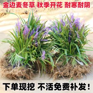 金边麦冬草苗玉龙草细叶麦冬日本矮麦冬草庭院绿化工程植物基地色