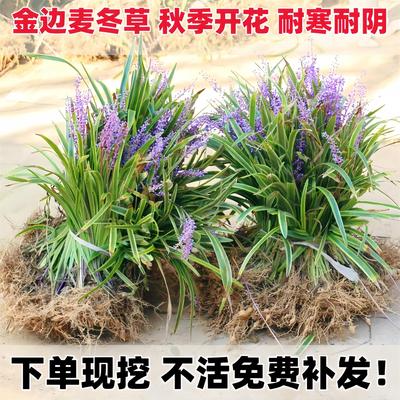 金边麦冬草苗玉龙草细叶麦冬日本矮麦冬草庭院绿化工程植物基地色