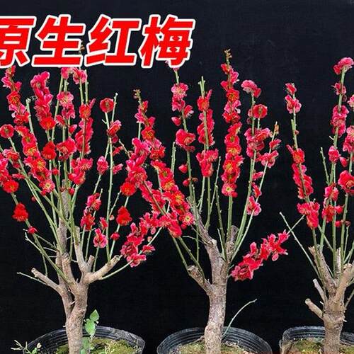 梅花树苗盆栽老桩庭院耐寒木本植物花卉浓香骨里红红绿梅阳台绿植