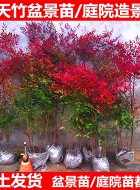 南天竹盆栽树苗火焰南天竹室内老桩盆景室外庭院耐寒