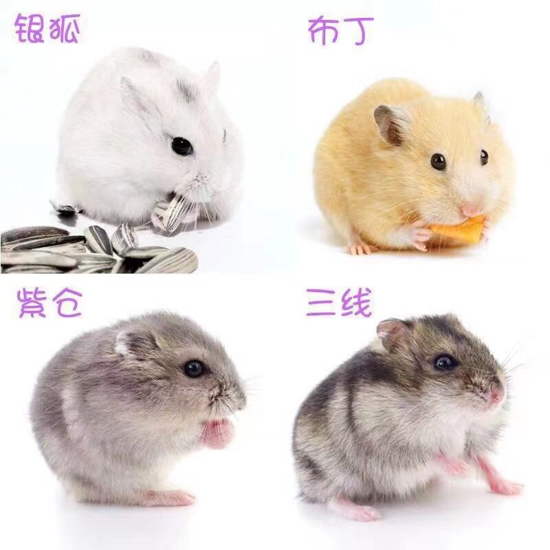仓鼠批发三线紫仓布丁银狐金狐奶仓鼠