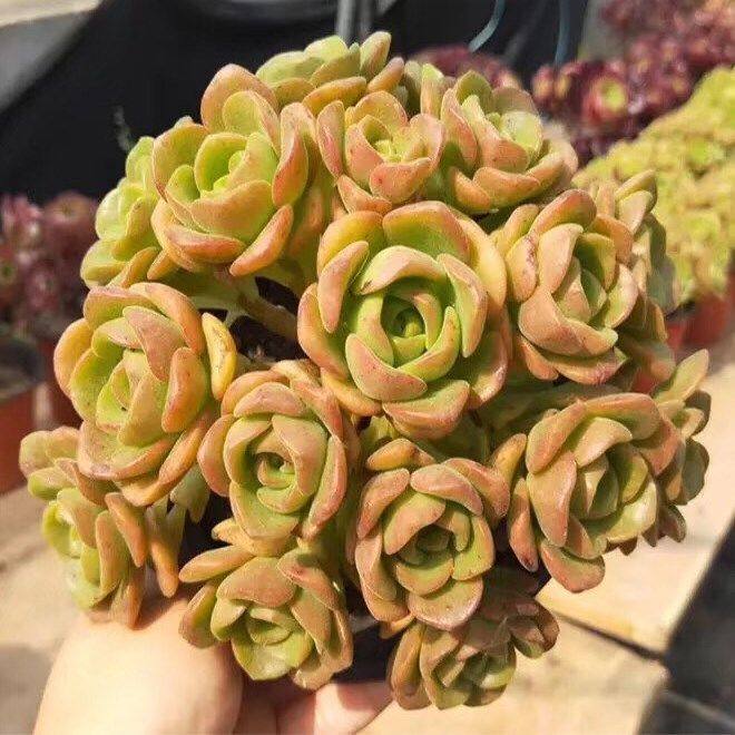 香气多肉百合丽丽老桩百合莉莉手捧花老桩多头群生多肉植物组合