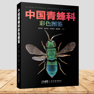 检索表各个种类 中国青蜂科彩色图鉴 图文式 青蜂科不同分类阶元 简要特征图及动物区系分布等信息 刘经贤27属180种附有我国分布