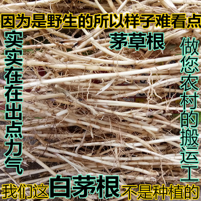 茅草根现挖新鲜芦根白茅根