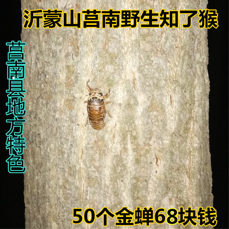 莒南县 地方特色野生的 速冻的 知了猴 金蝉节流龟爬叉