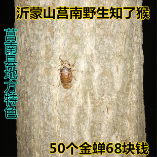 莒南县 地方特色野生的 速冻的 知了猴 金蝉节流龟爬叉
