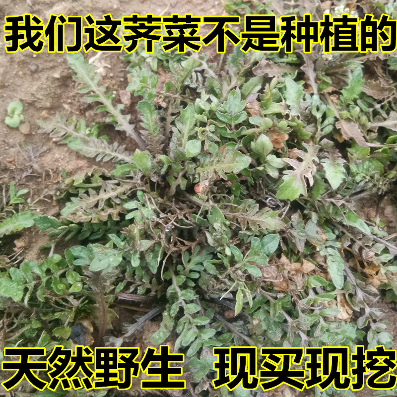 10月底再来吧，下单默认发新鲜老荠菜，开花带籽老荠菜三月三的