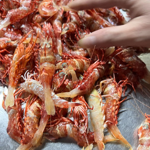 鸡冠虾刺身海鲜水产活虾活冻生腌食用东山岛公鸡虾高脊赤虾角虾