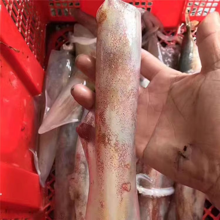 鲜活鱿鱼笔管鱼东山岛海鲜海钓大管当天活捕发墨鱼乌贼章鱼