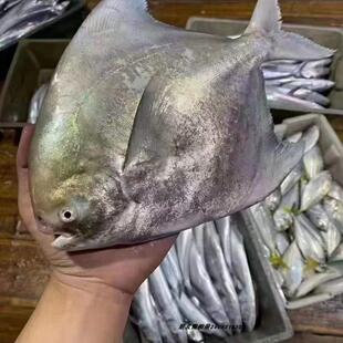 野生大斗鲳鱼白鲳鱼银鲳新鲜东山岛海鲜当天捕捞大鲳鱼